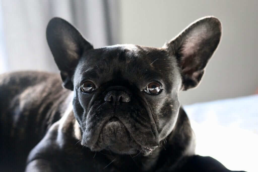 The French Bulldogs and Aggression