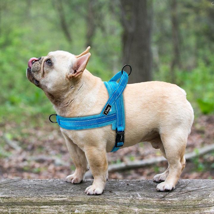 When To Use A Harness For A French Bulldog