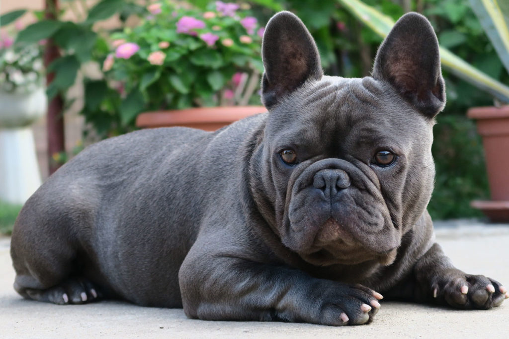 Why do French Bulldogs reverse sneeze