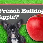 Can French Bulldogs Eat Apples?