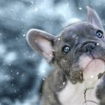 Do French Bulldogs Get Cold Easily?