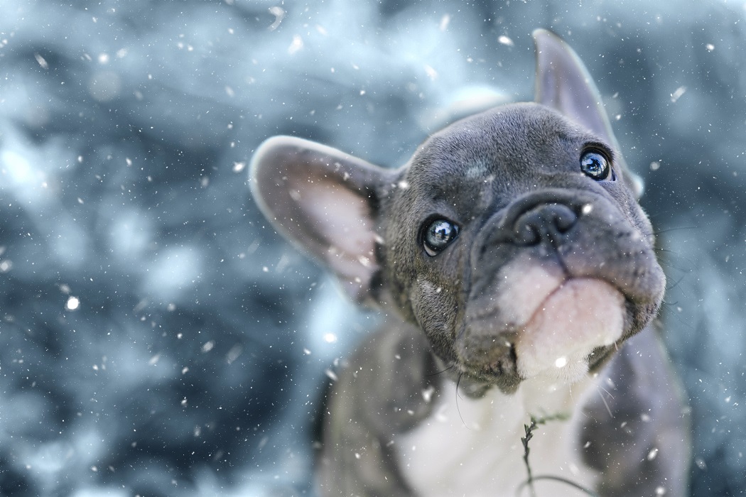 Do French Bulldogs Get Cold Easily?