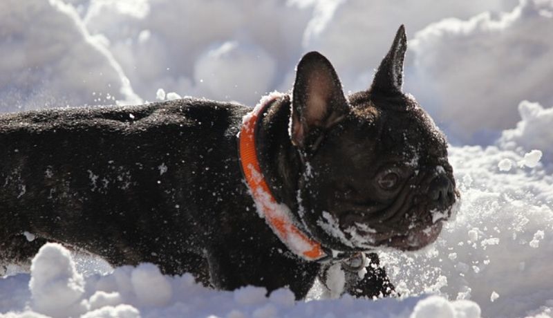 French Bulldog Cold Symptoms