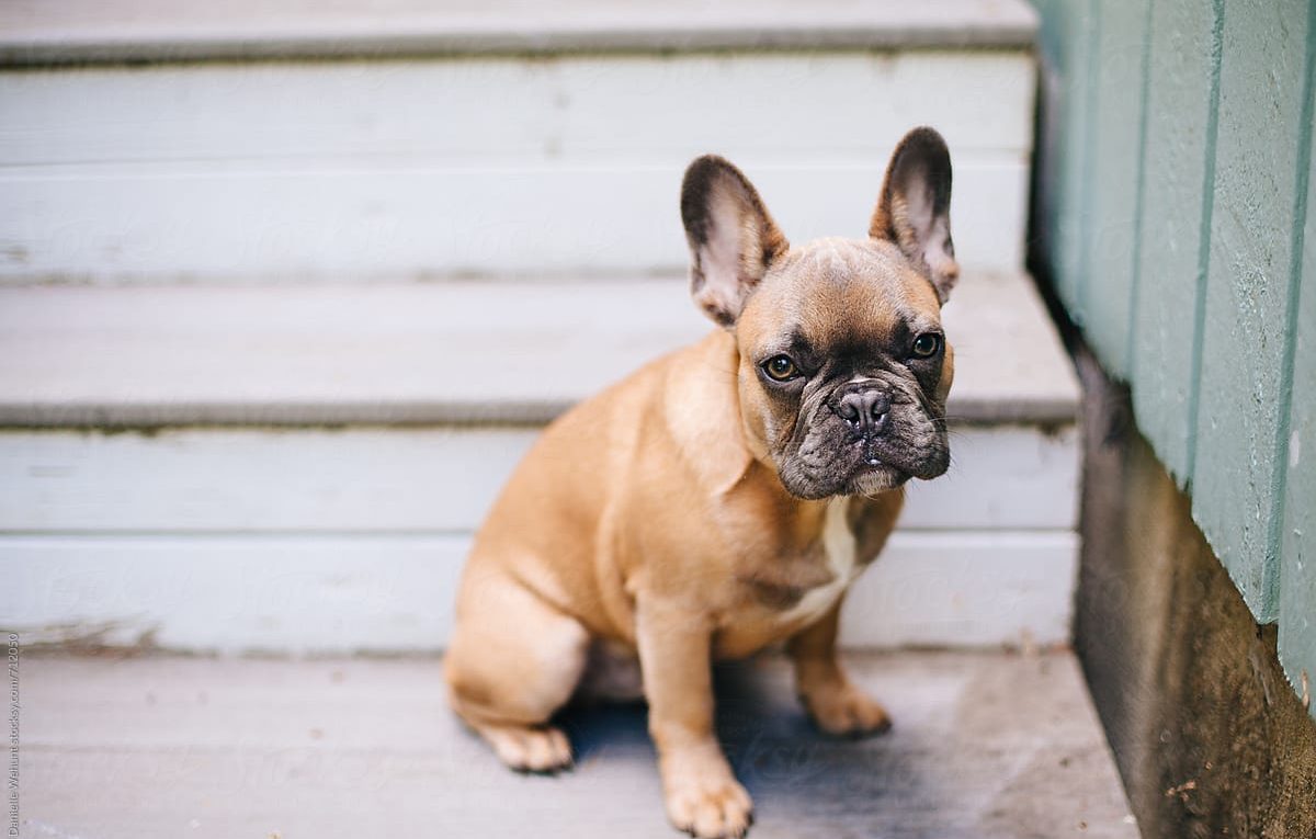 French Bulldog Sitting