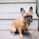 French Bulldog Sitting