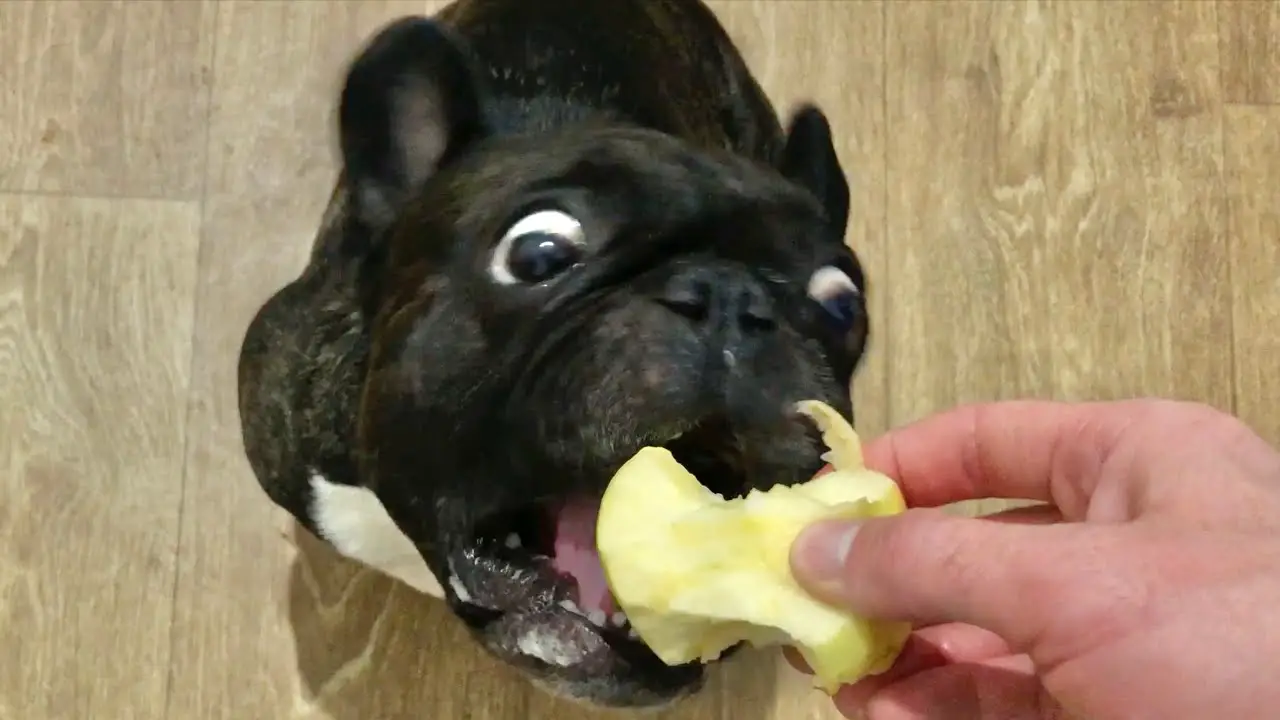 How Do You Feed Apples To Your French Bulldog?