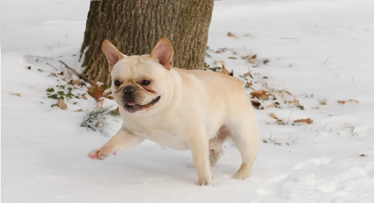 How To Keep French Bulldogs Warm In The Cold Weather