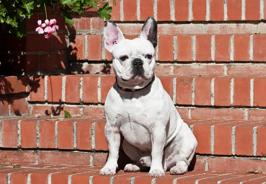 How to Train a French Bulldog to Sit