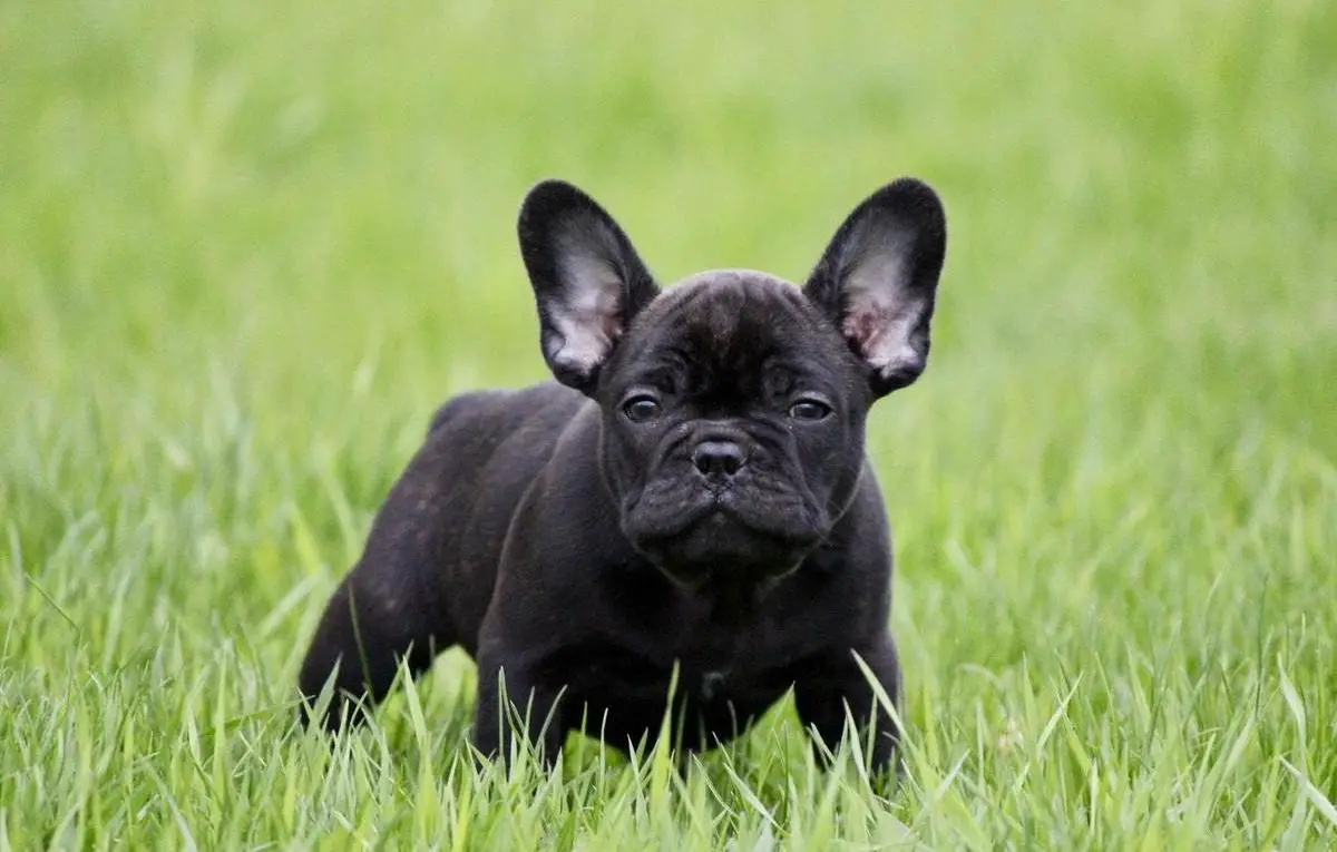 Why Are French Bulldogs So Expensive?