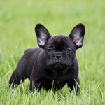 Why Are French Bulldogs So Expensive?