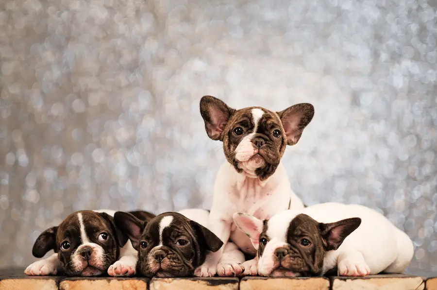 Why Are French Bulldogs So Popular?
