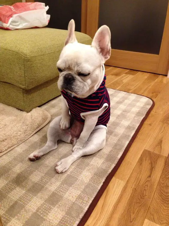 Why do French Bulldogs sit funny and weird?