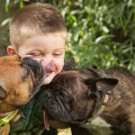 Are French Bulldogs Good With Kids?