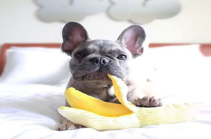 Can French Bulldogs Eat Banana?