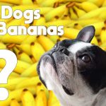 Can French Bulldogs Eat Bananas?