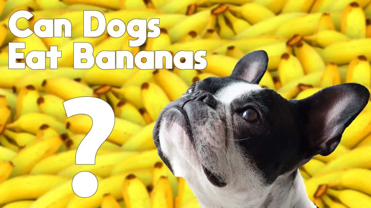 Can French Bulldogs Eat Bananas?