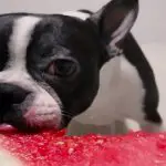 Can French Bulldogs Eat Watermelon?