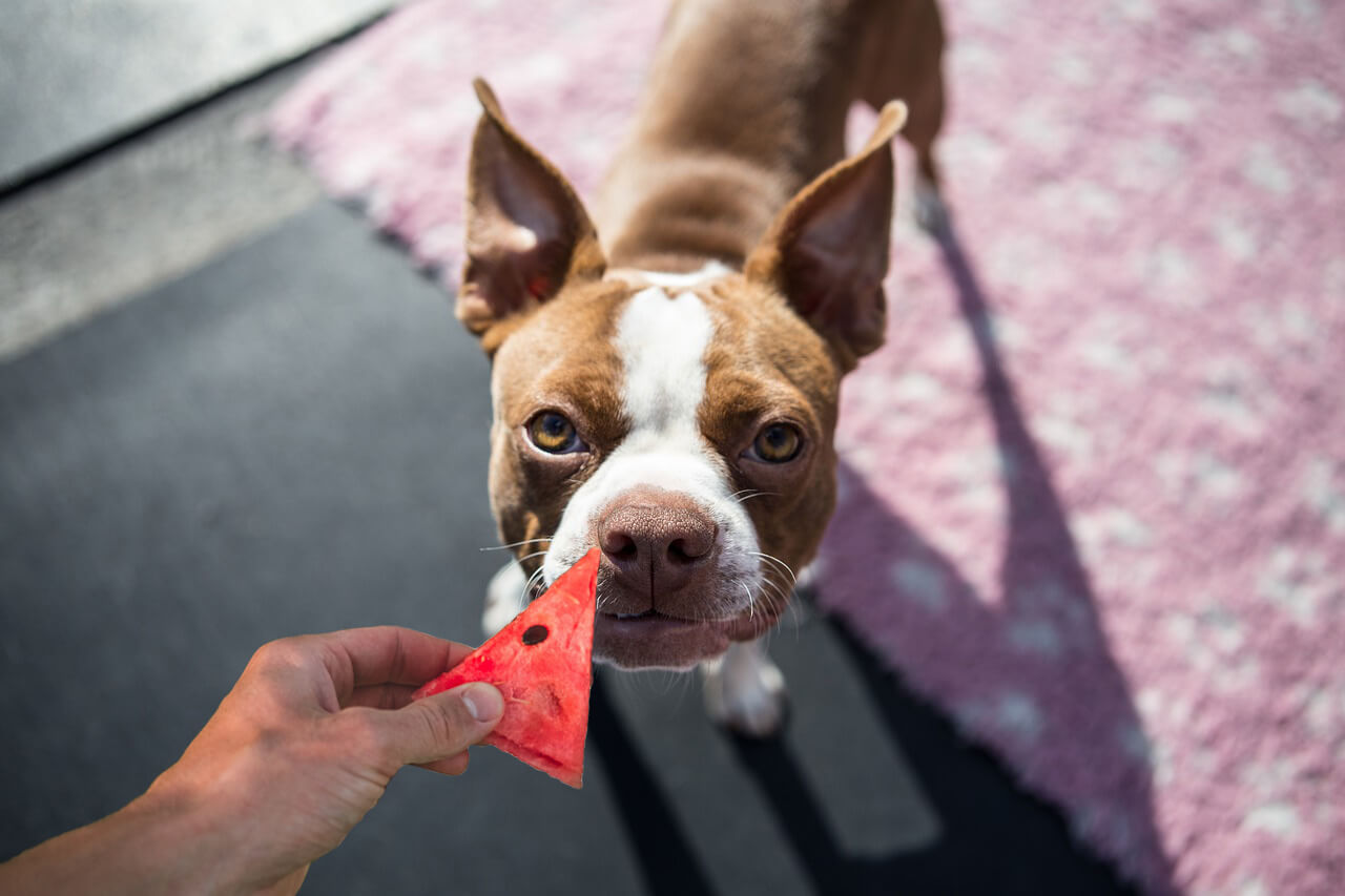 Can French Bulldogs Eat Watermelon Skin?