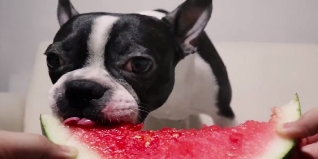 Can French Bulldogs Eat Watermelon?