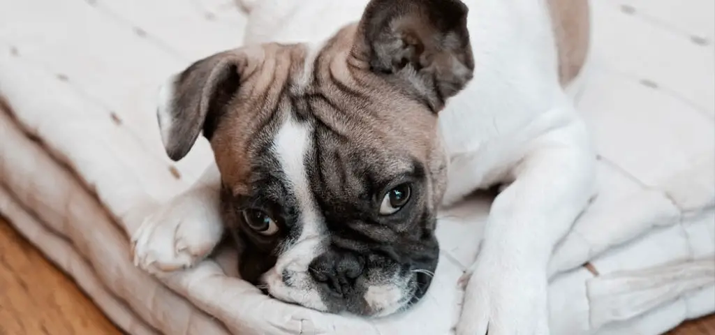 Can French bulldogs be left alone?