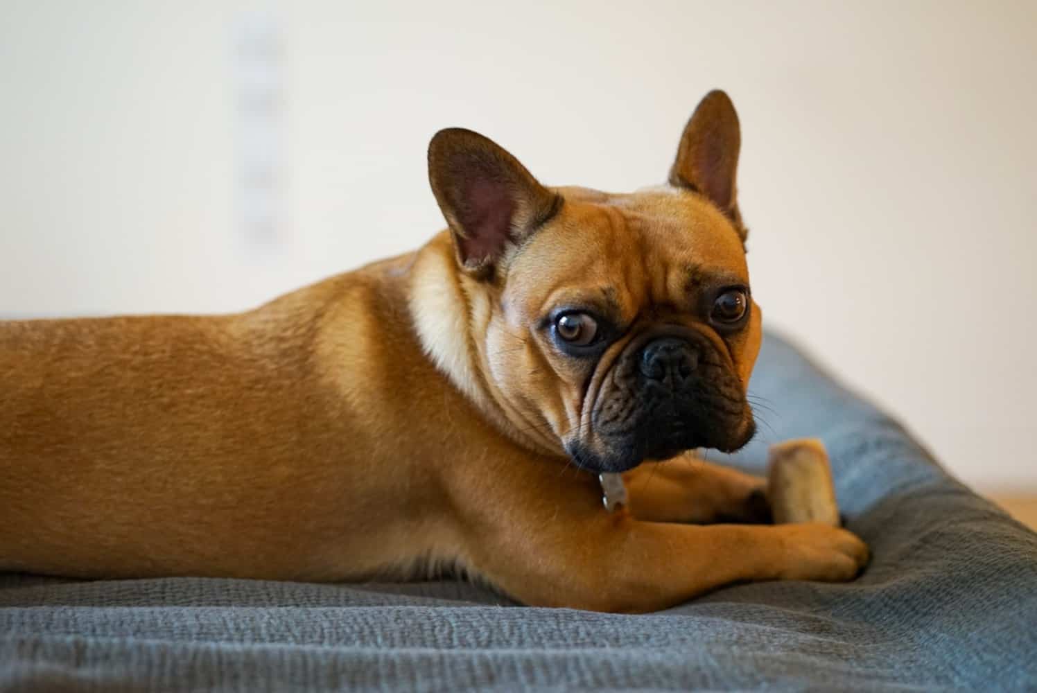 French Bulldog Puppy Feeding Tips