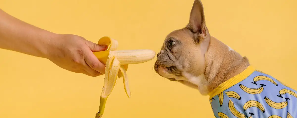 Health Benefits Of Feeding French Bulldogs With Bananas