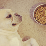 How Much Should You Feed Your Feed A French Bulldog?