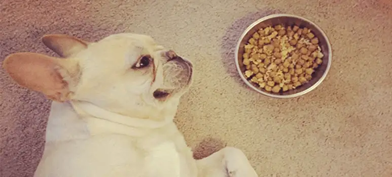 How Much Should You Feed Your Feed A French Bulldog?