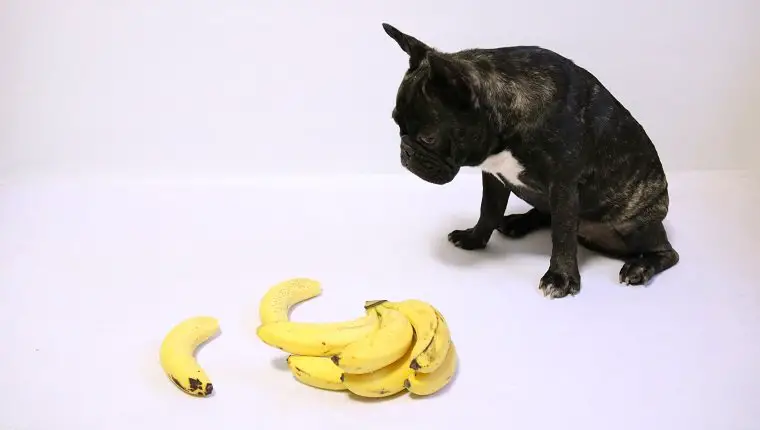 How To Feed Bananas To Frenchies