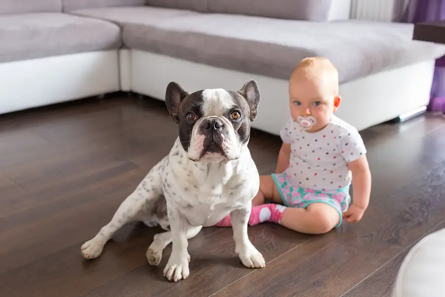 How To Teach Your Kids To Interact With Your French Bulldog