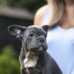 Blue Moon French Bulldog