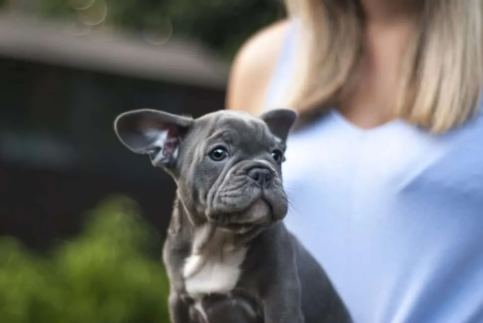 Blue Moon French Bulldog