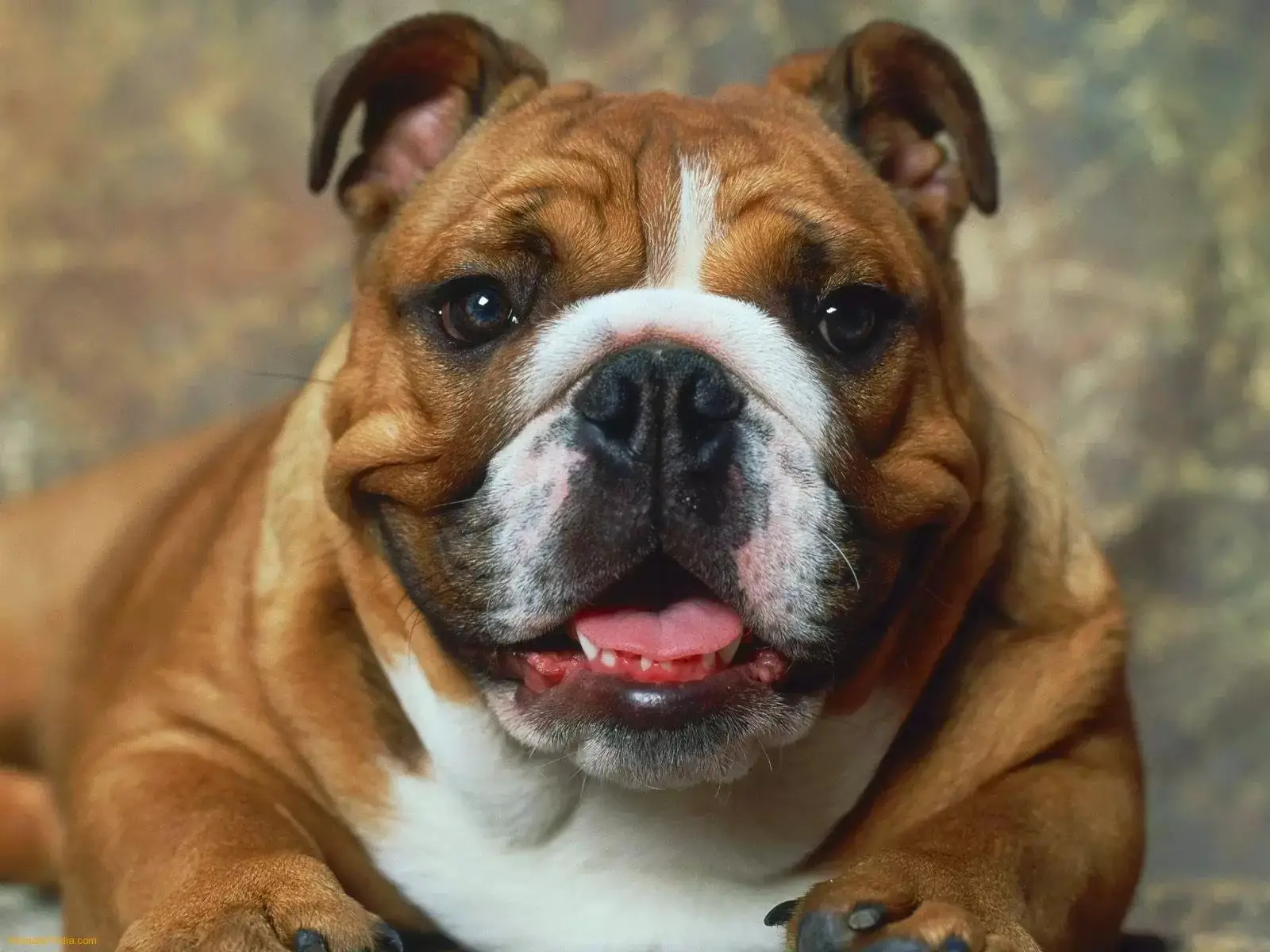 Can English Bulldogs Have Natural Pregnancy?