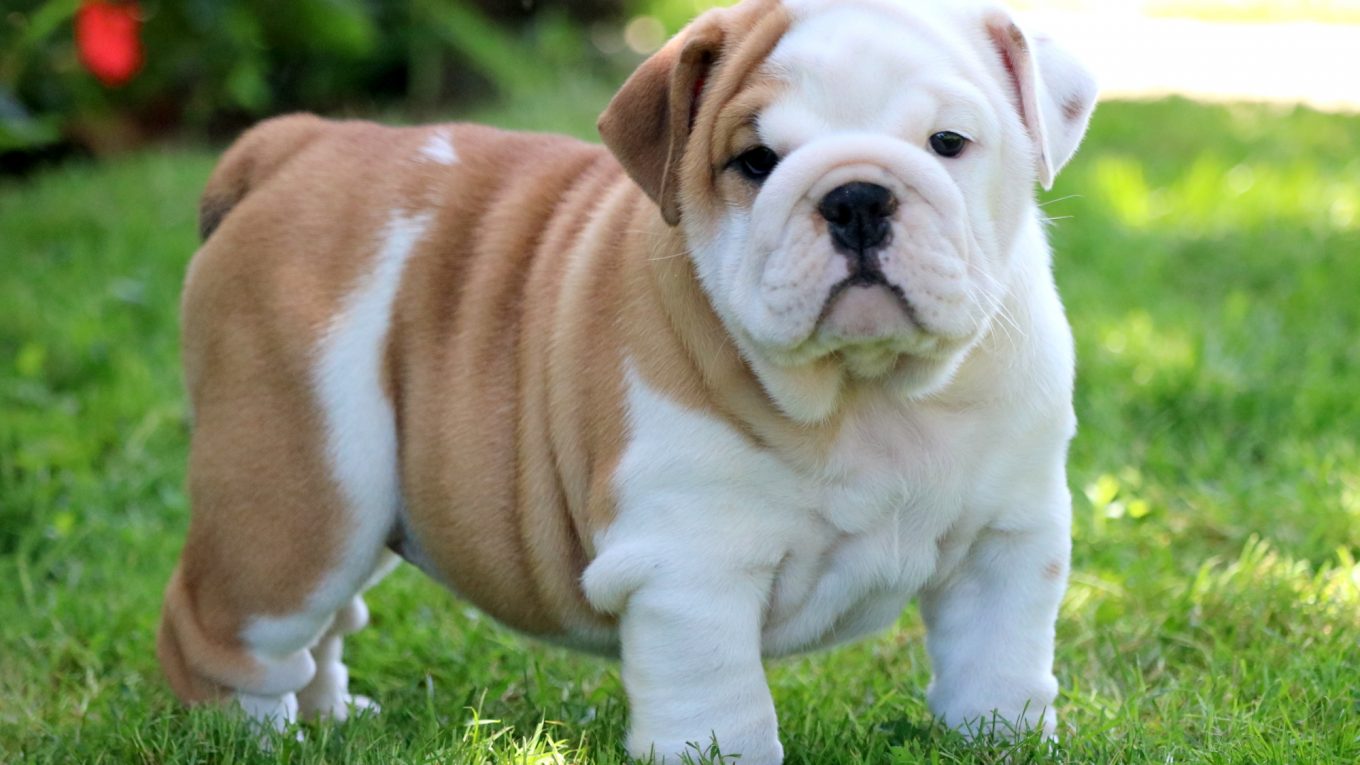 How Many Puppies in A Litter of English Bulldogs?