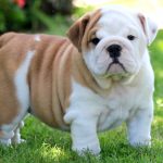 How Many Puppies in A Litter of English Bulldogs?