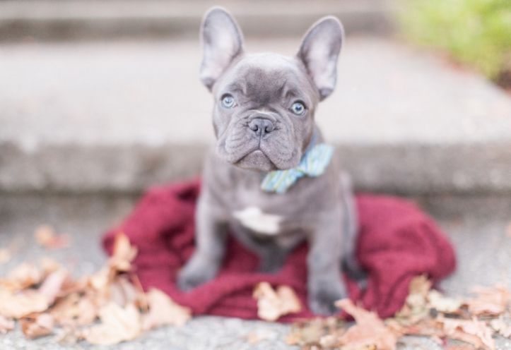 How much do blue French Bulldogs cost?