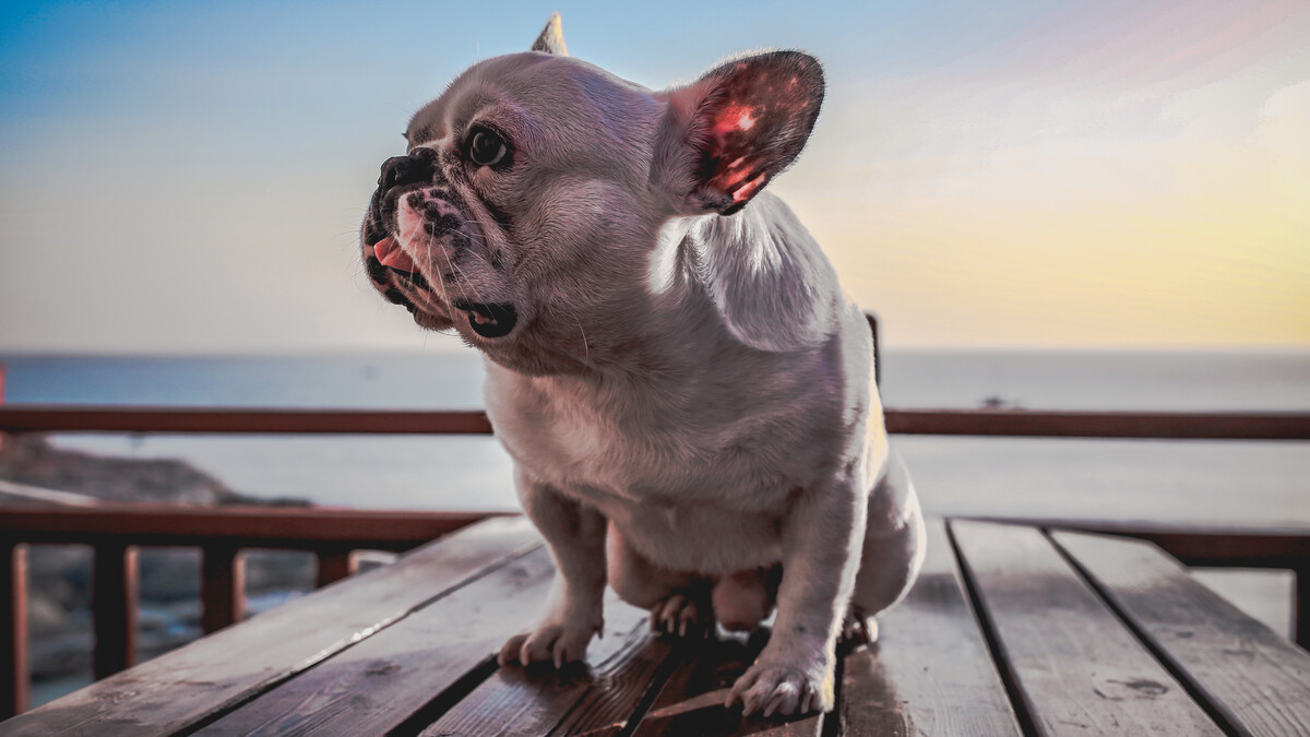 Are Blueberries Toxic To French Bulldogs?