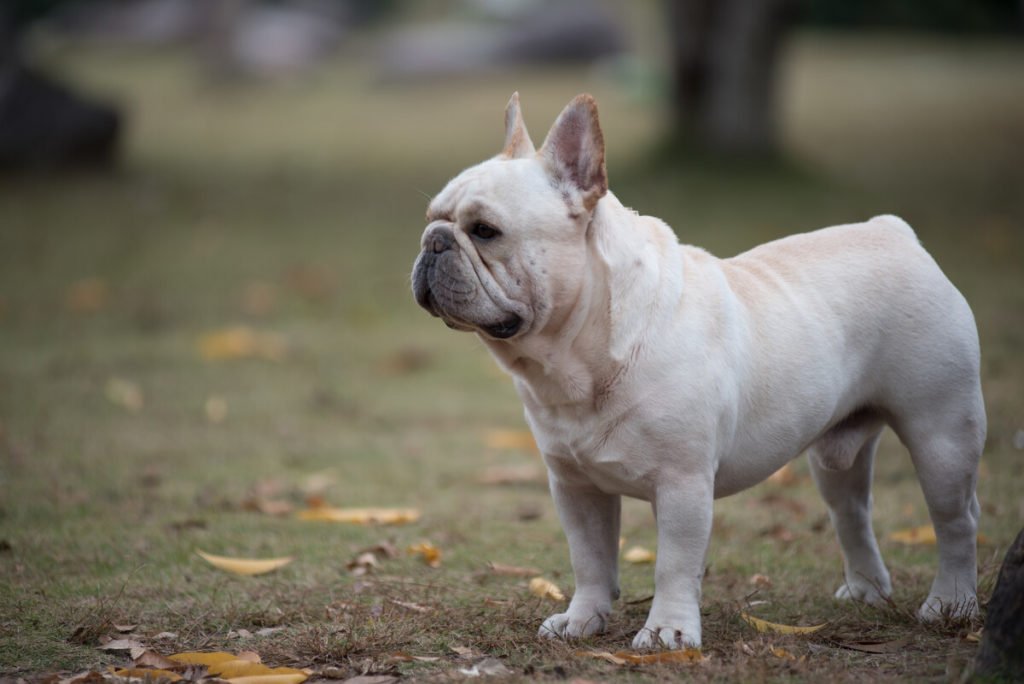 Can French Bulldogs Eat Blueberries?