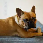 Can French Bulldogs Eat Brown Rice?
