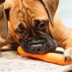 Can French Bulldogs Eat Carrots?