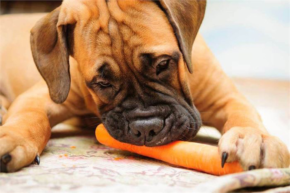 Can French Bulldogs Eat Carrots?