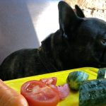 Can French Bulldogs Eat Cucumbers?