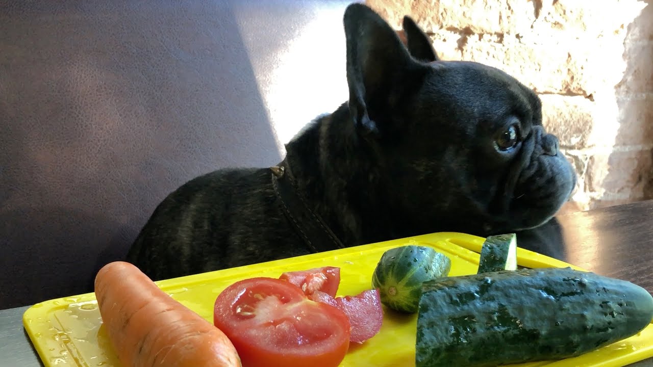 Can French Bulldogs Eat Cucumbers?