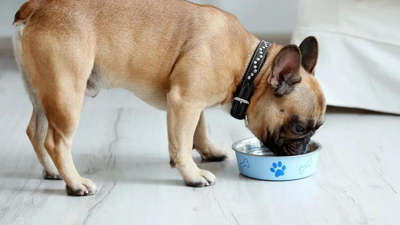 Can French Bulldogs Eat Liver?