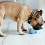 Can French Bulldogs Eat Liver?