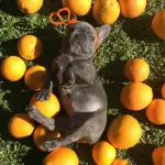 Can French Bulldogs Eat Oranges?