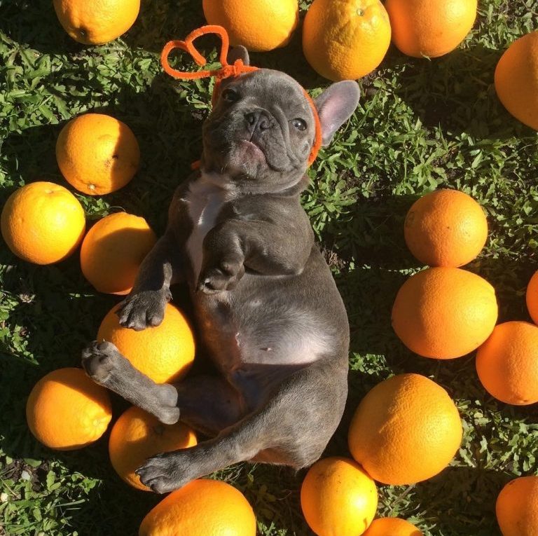 Can French Bulldogs Eat Oranges?