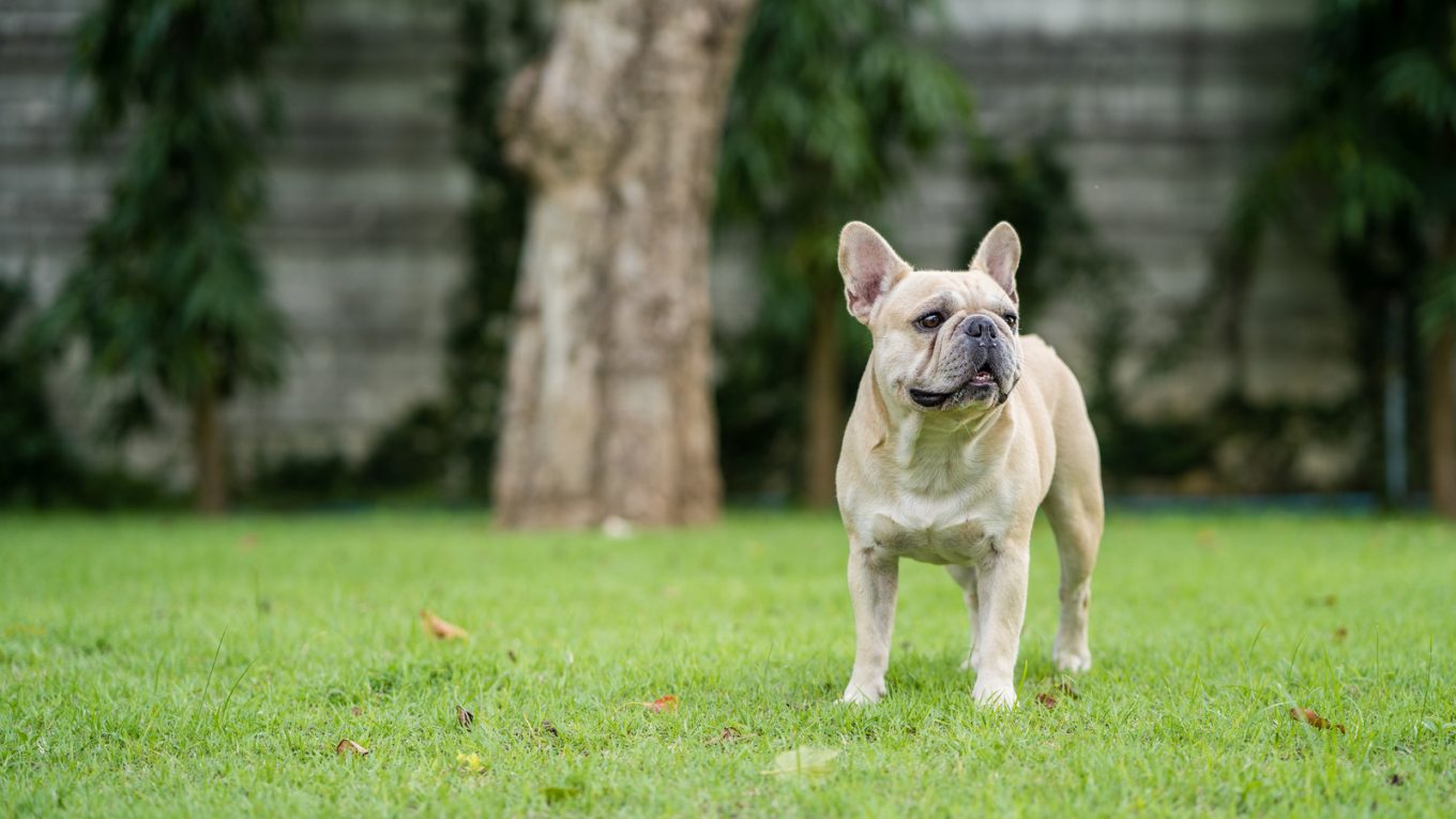 Can French Bulldogs Eat Peanut Butter?