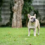 Can French Bulldogs Eat Peanut Butter?