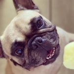 Can French Bulldogs Eat Pineapple?